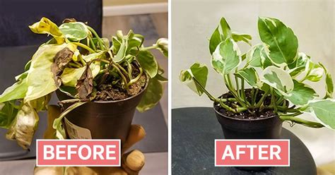 Wilted plants: how to revive a dehydrated indoor plant?